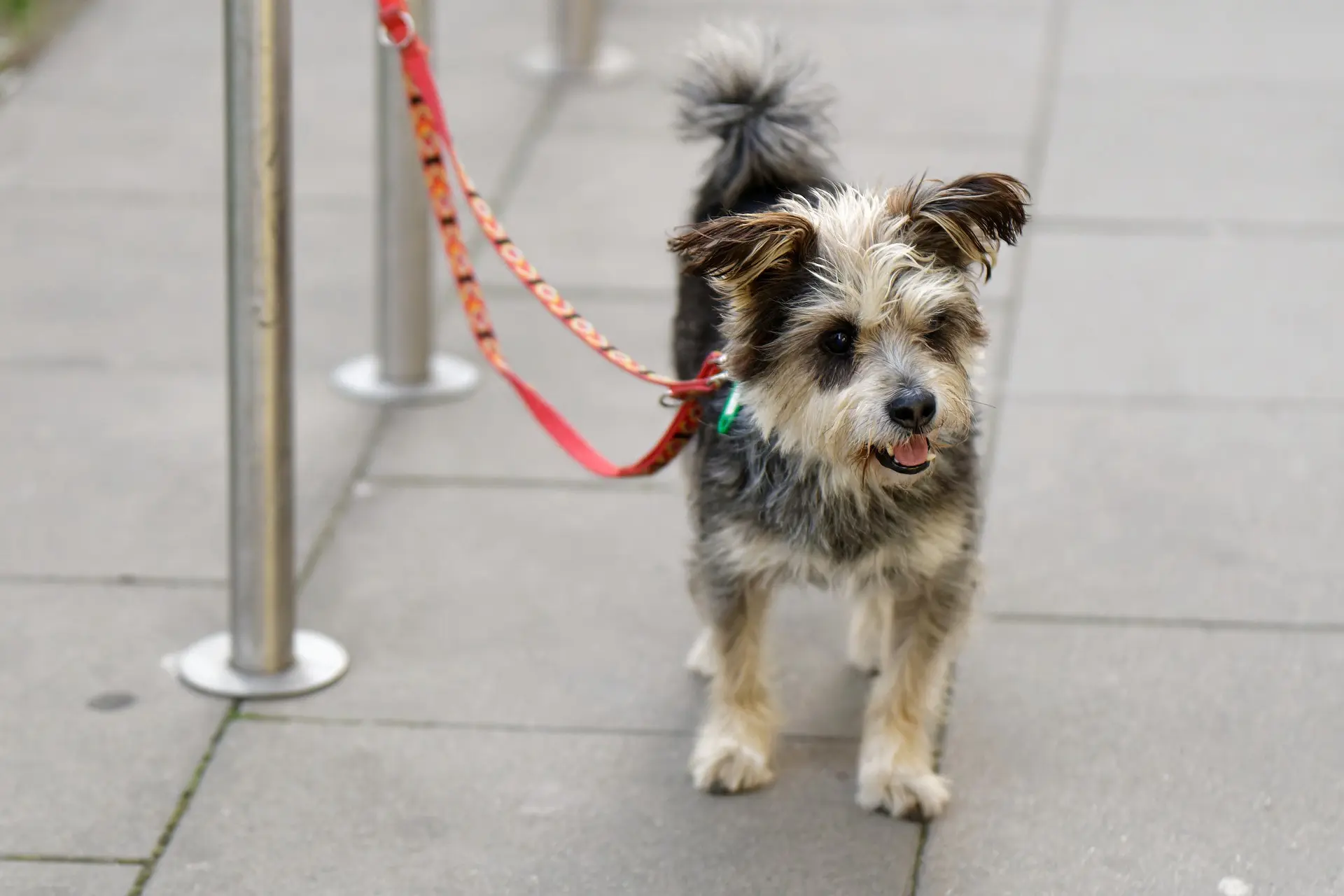 how to stop a dog from pulling while walking